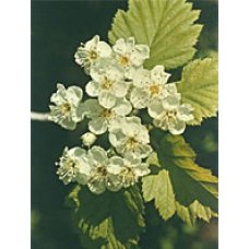 TSA CRATAEGUS OXYCANTHIA 50ML TSA CRATAEGUS OXYCANTHIA 50ML
