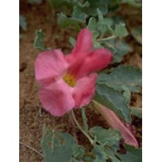 TSA HARPAGOPHYTUM 50ML TSA HARPAGOPHYTUM 50ML