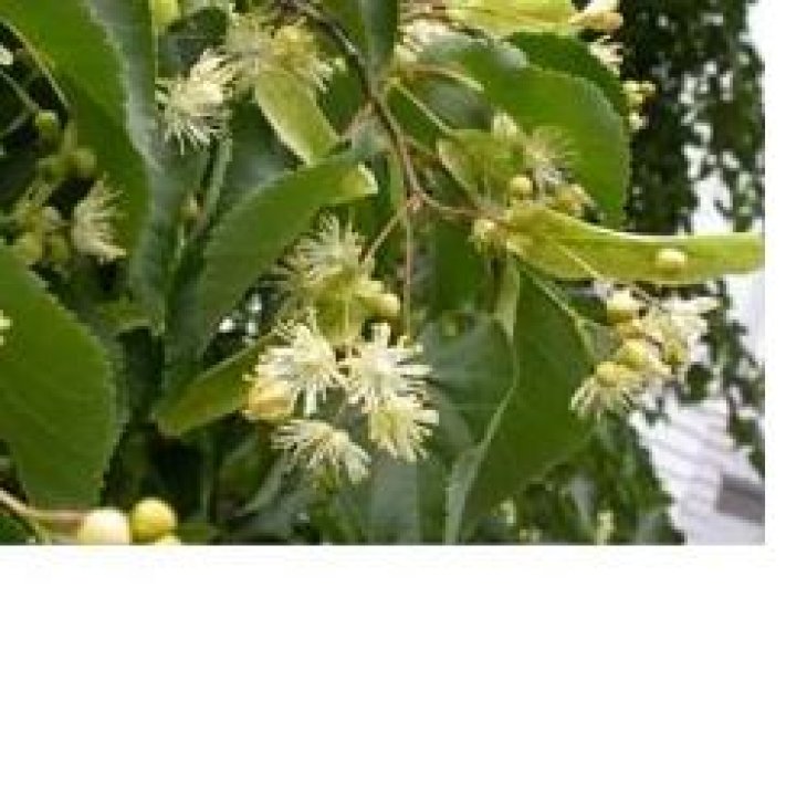 EIE TIGLIO 30ML GTT EIE TIGLIO 30ML GTT