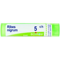 RIBES NIGRUM 5CH GR RIBES NIGRUM 5CH GR