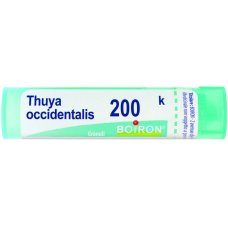 THUYA OCCIDENT 200K GR THUYA OCCIDENT 200K GR